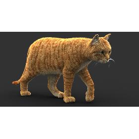 Cat (2) (Orange Tabby) (FUR) model